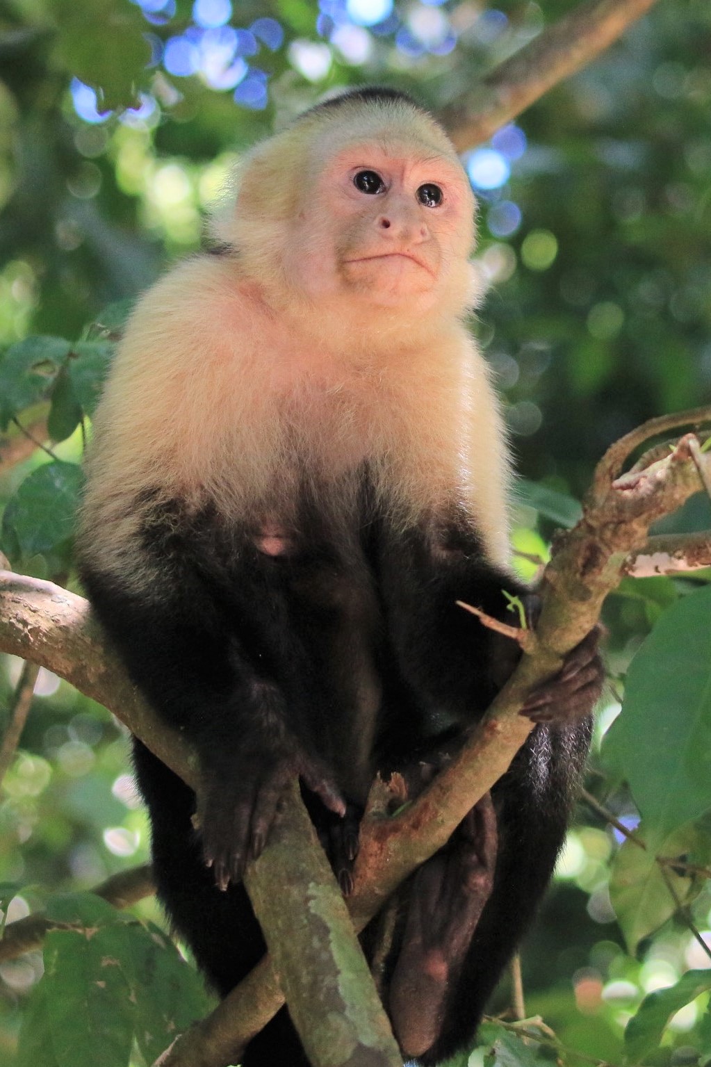 Costa Rica